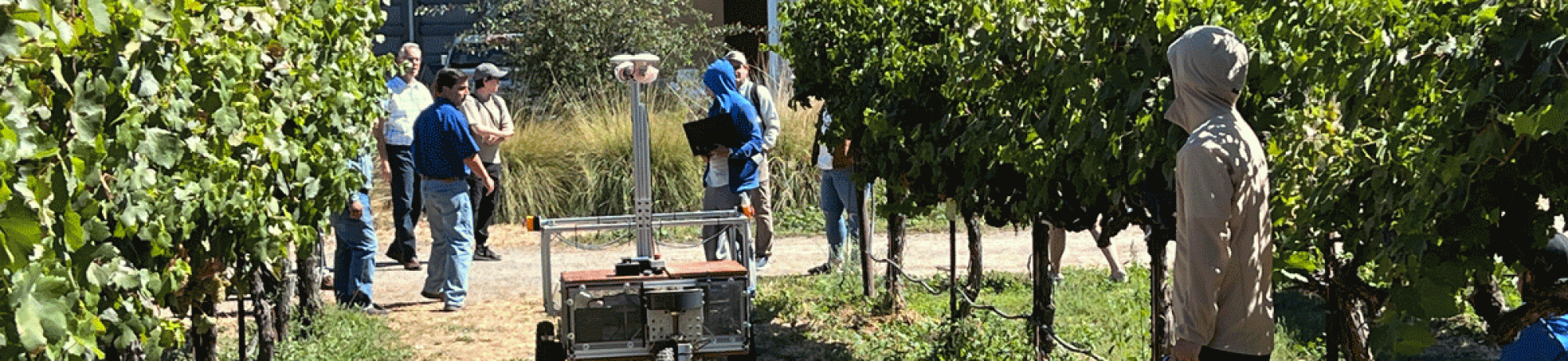 robot looking machine in between trees in a vineyard